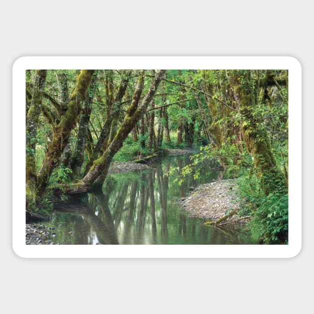 Red Alder Trees With Moss Hoh Rainforest Olympic National Park Sticker by AinisticGina